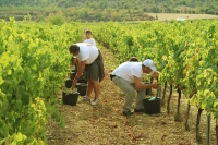 24-ardeche-vignobles-journee-vendanges-14-09-2019-creafilm07-8-jpg.jpg