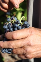 24-vendanges-du-gamay-chassiers-vignerons-ardechois-112-jpg.jpg